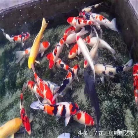 招財錦鯉|【魚缸養錦鯉風水】哪些品種適合當風水魚 